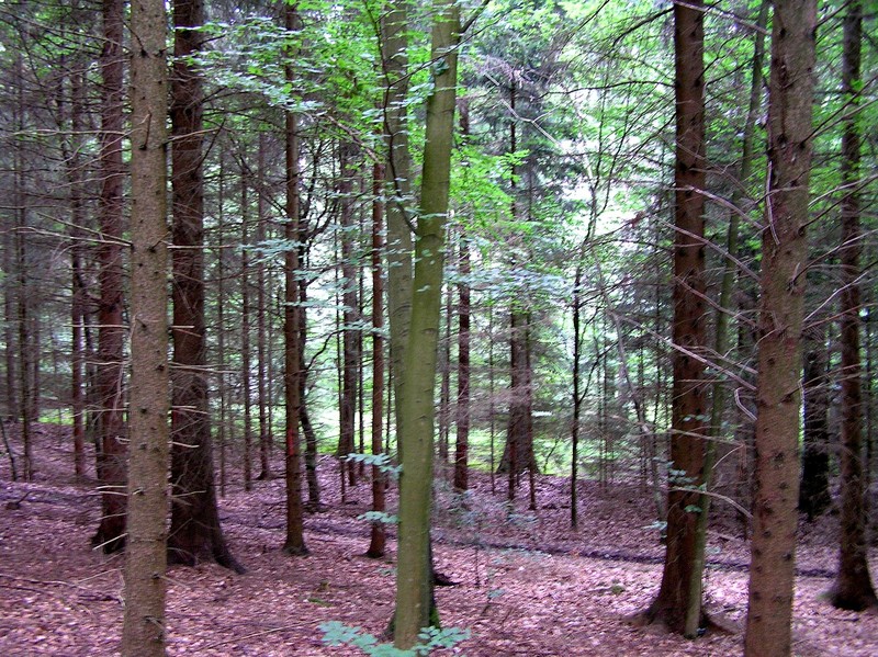 View to the north-northeast from the confluence.