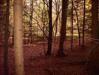 #1: Wald um den Confluence-Punkt / It's in the forest 