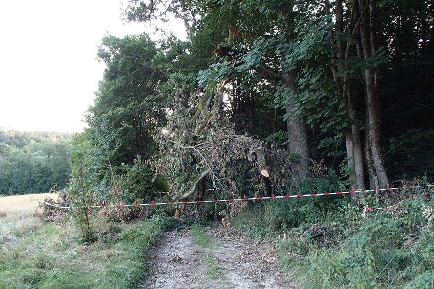 The broken tree / Сломанное дерево