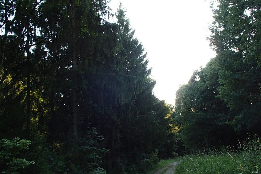 Spruces beyond the highway / Ели за шоссе