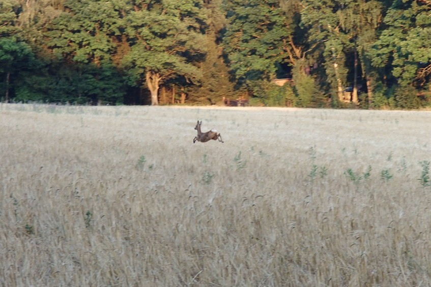 Look! It's gonna fly! :) / Смотрите! Она взлетает! :)