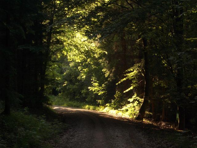 Proceeding on forest road towards CP