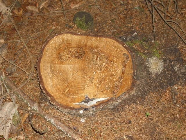 CP on stump