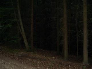 #1: CP on stump at edge of forest towards north