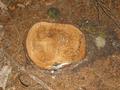 #7: CP on stump
