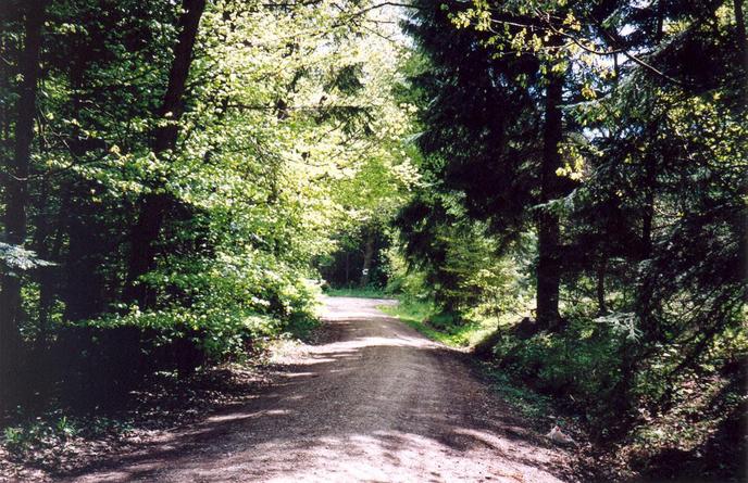 View of the nearby road from the confluence (towards E)