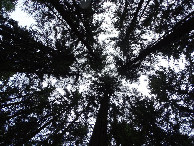 #8: Tree Canopy