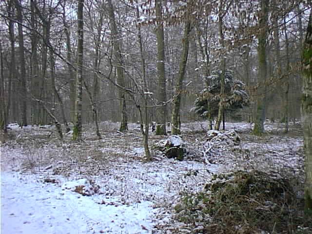 The confluence point (the small tree in the center foreground is the exact spot)