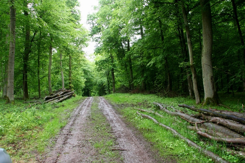 Path in the forest close to the point