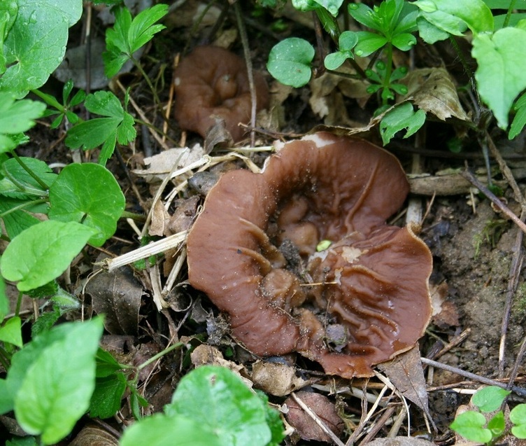 Cup morel (Disciotis venosa)