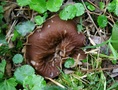 #8: Another cup morel