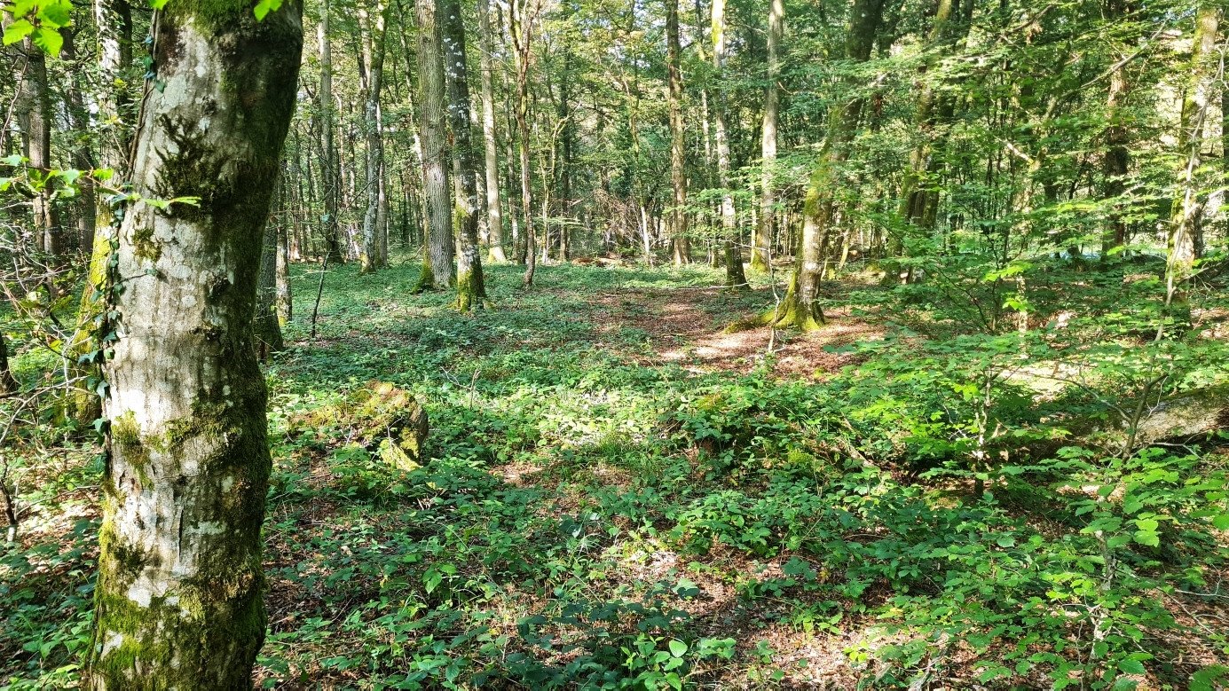 the Confluence Point, view from south, distance 10 m