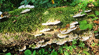 #10: mushrooms in the woods