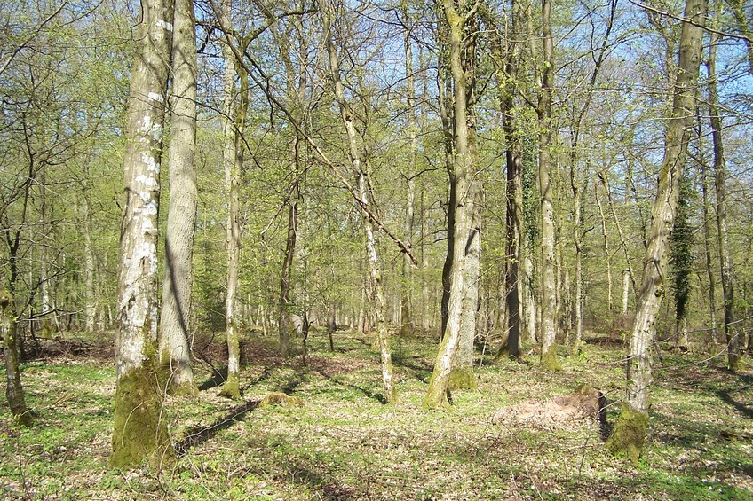 View towards N from the confluence