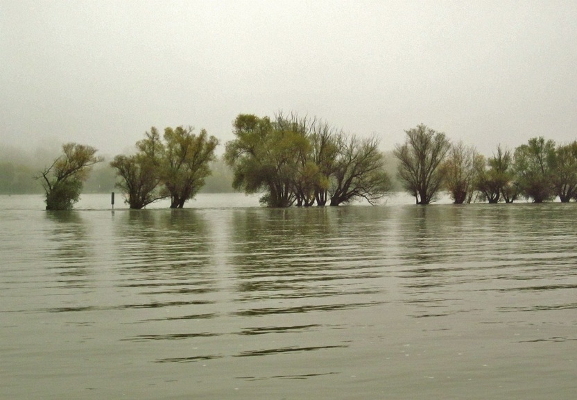 Flat islands in the Rhine river with lines of trees