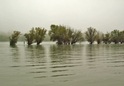 #9: Flat islands in the Rhine river with lines of trees