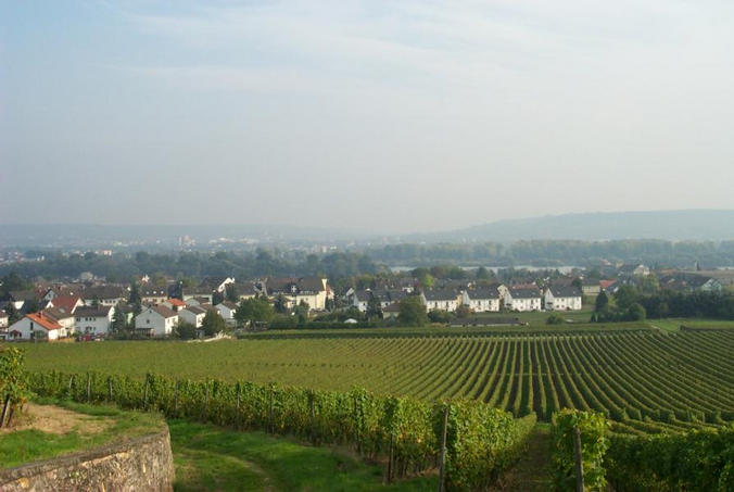 View over Oestrich-Winkel towards the Rhine / Blick über Oestrich-Winkel in Richtung Rhein