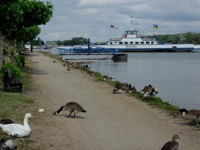 Rheinferry "Michael "-nature and technique / Rheinfähre Michael - Natur und Technik