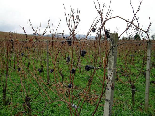 Last grapes for Eiswein