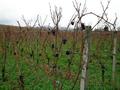 #10: Last grapes for Eiswein