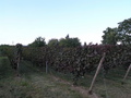 #6: A small grape field on the opposite corner