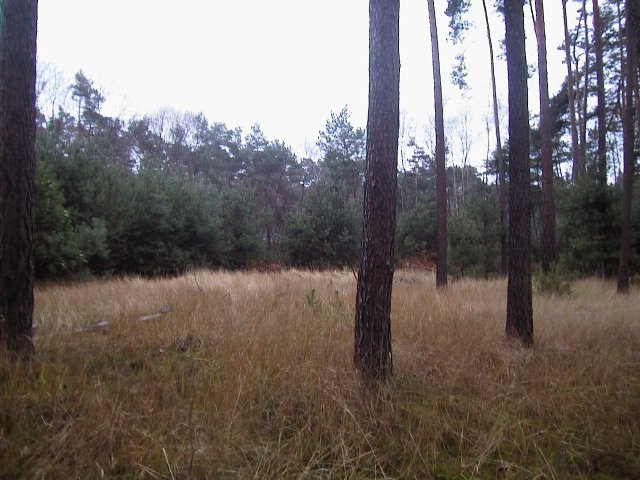 Clearing close to the confluence point