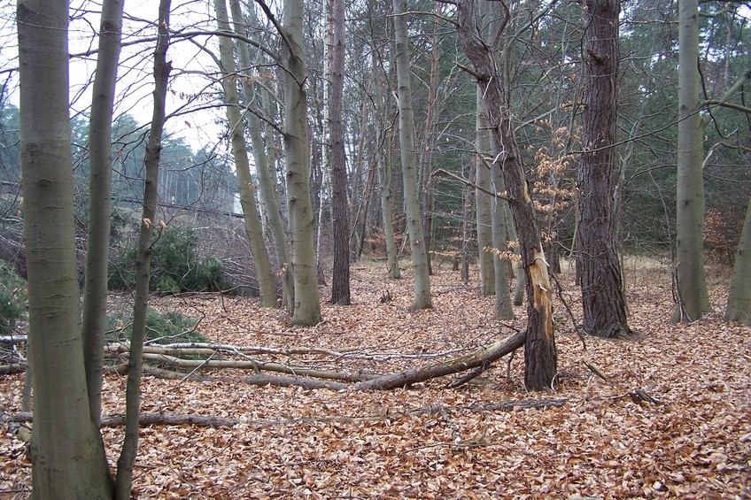 View towards W from the confluence