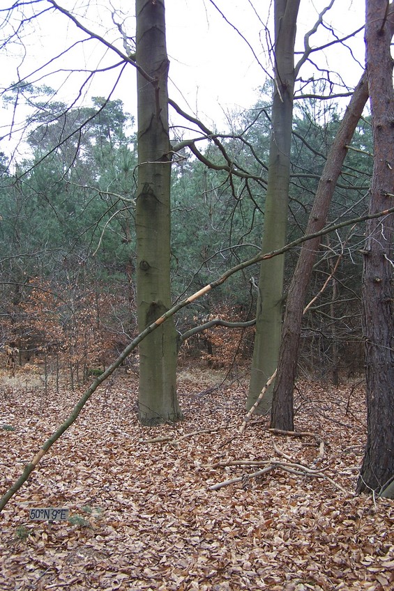 View towards N from the confluence