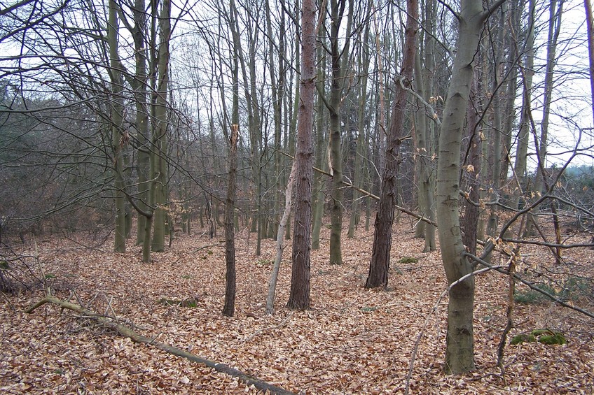 View towards E from the confluence