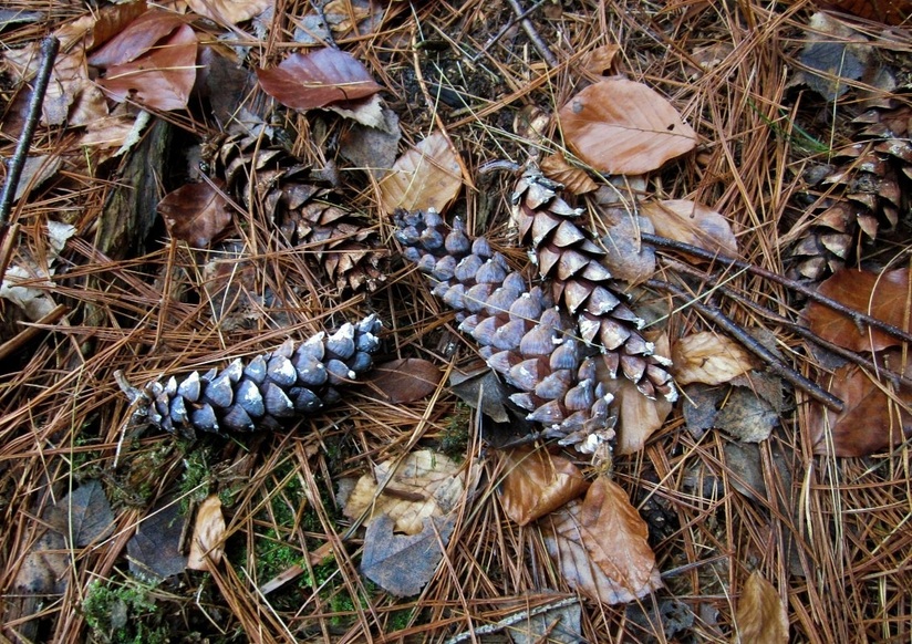 Cones of weymouth pines