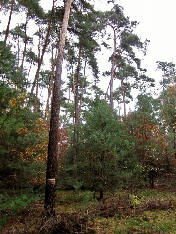 The forest around the point, weymouth pines mainly