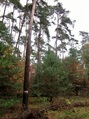 #7: The forest around the point, weymouth pines mainly