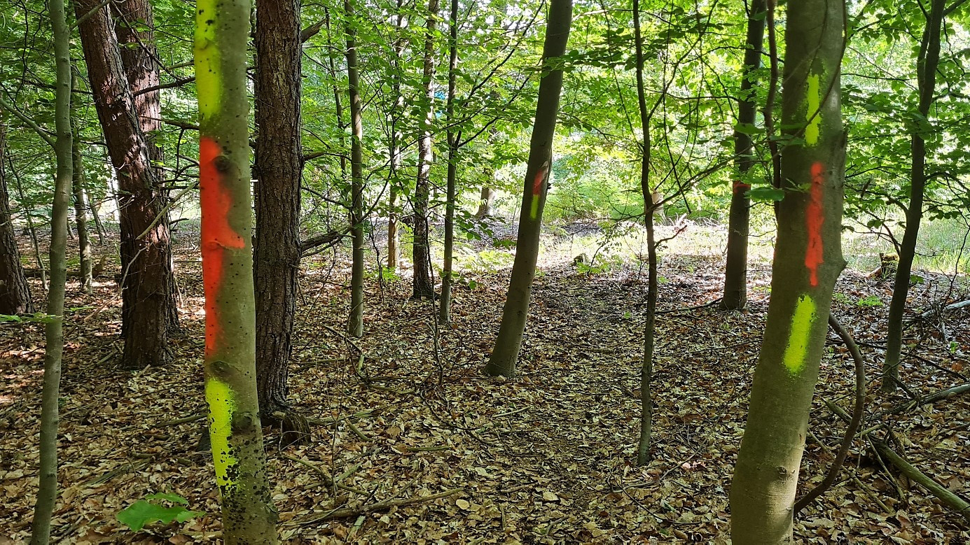 markings on trees