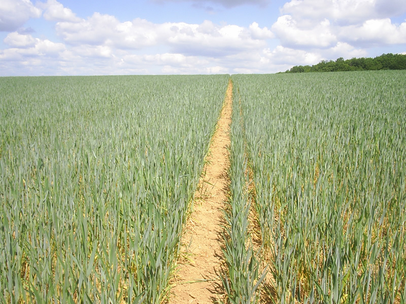 Track in the field leading to the CP