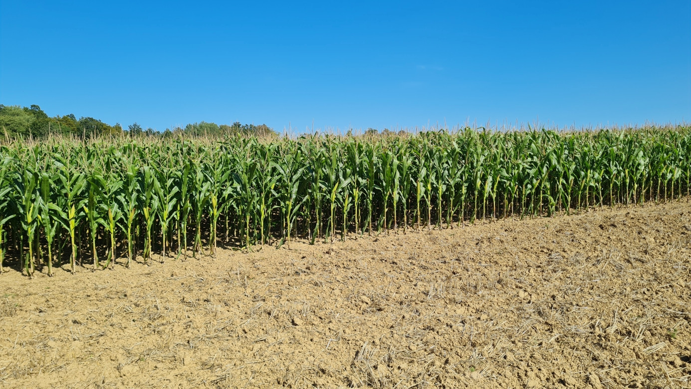 the Confluence Point (in the cornfield), view from west, distance 30 m