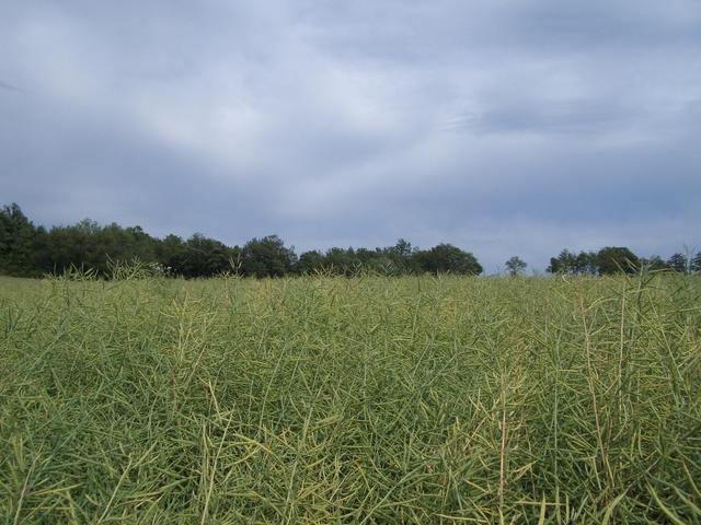 View from CP towards east (motocross circuit in the area around the trees)