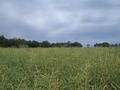 #3: View from CP towards east (motocross circuit in the area around the trees)