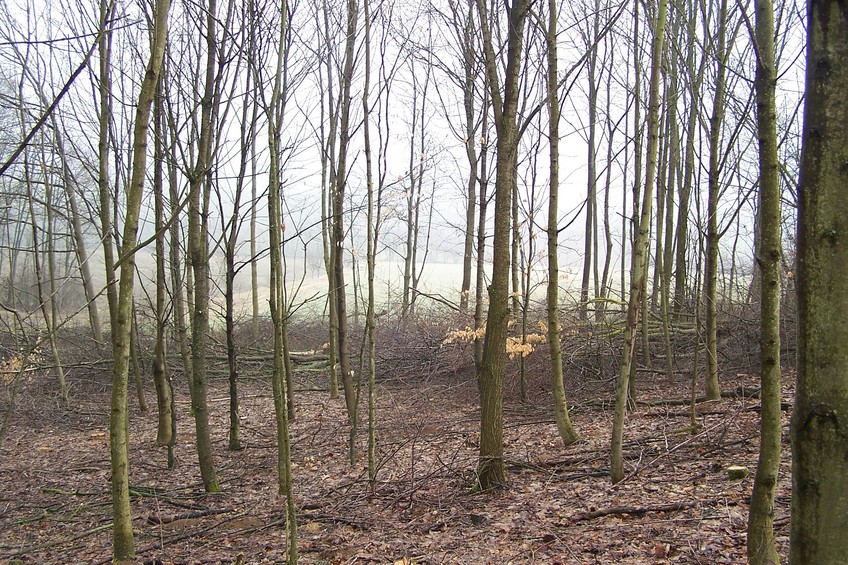 View towards E from the confluence