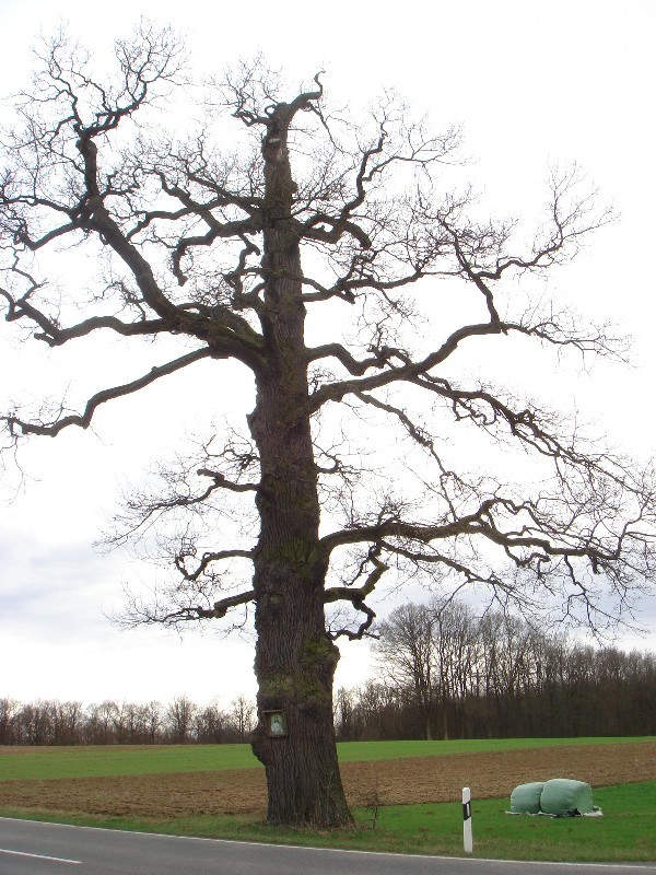 Between Scheßlitz and Windischletten the big Jesus Oak / Riesige Jesus Eiche