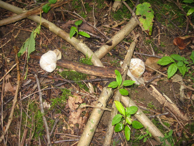 Snails at CP