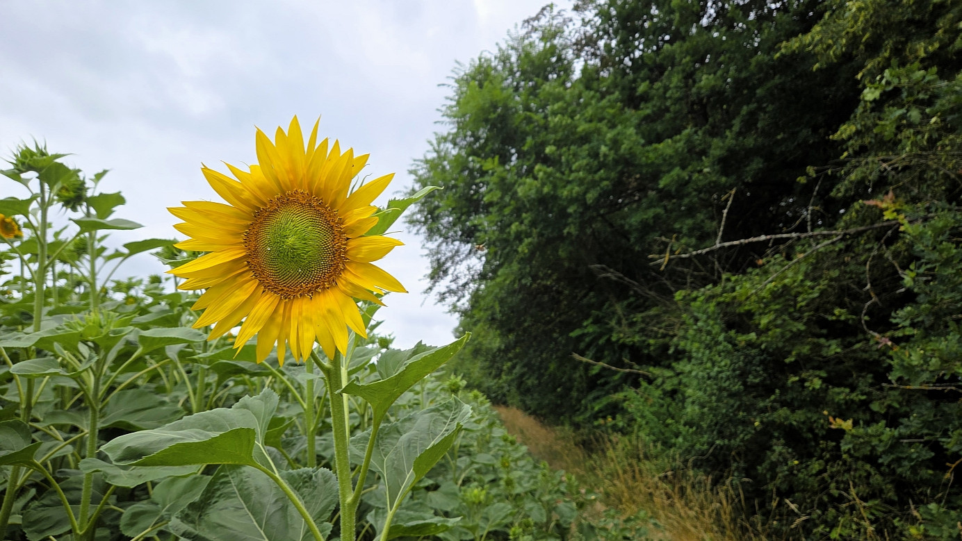 Path between sunflower field and forest