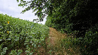 #10: Path between sunflower field and forest