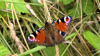 #8: European peacock