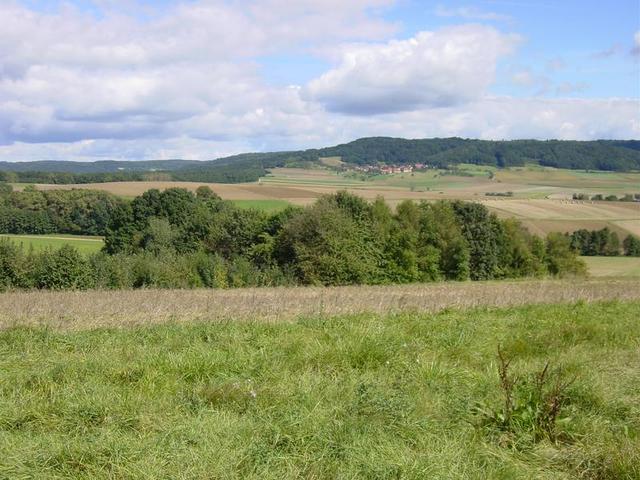 Confluence point on the edge of the trees in the center of picture