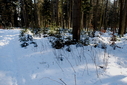 #9: Confluence root of a fallen tree-view from NW