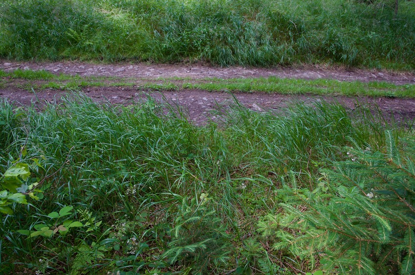 The confluence point lies in a patch of forest, next to a dirt road