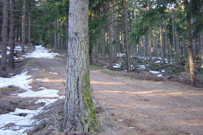 The hiking path seen looking west