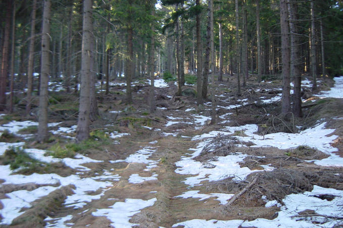 The path hardly visible on the first visit, now lots of traces from heavy vehicles