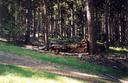 #3: View of the pile of cut wood (towards N)