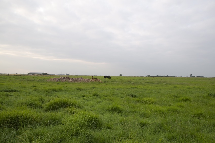 View North (In the distance, a woman exercises two horses)